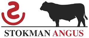 Stokman Angus