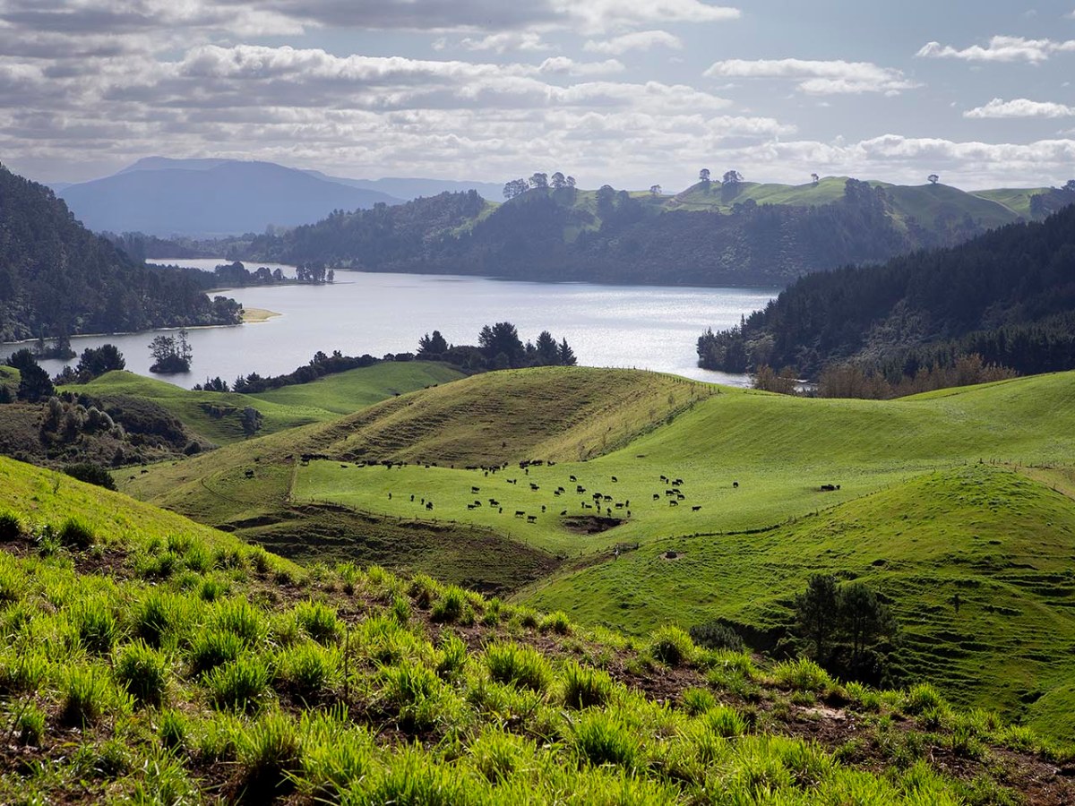 Yearling Bull Sale&nbsp;2023